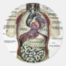 Zoek naar anatomie stickers Illustratie