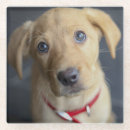 Zoek naar puppy onderzetters Fotografie