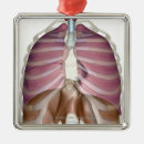 Zoek naar longen ornamenten Orgaan