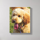 Zoek naar goldendoodle kunst Puppy