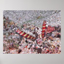 Zoek naar shrimp kunst Vis