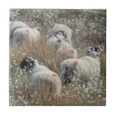 Zoek naar ooi tegels Landbouw