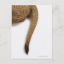 Zoek naar panthera leo briefkaarten Leeuw