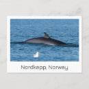 Zoek naar noorwegen meer briefkaarten Norge