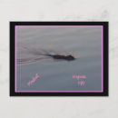 Zoek naar muskrat briefkaarten Muskusrat