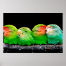 Zoek naar kanaries posters Vogels