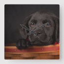 Zoek naar zwart labrador klokken Puppy