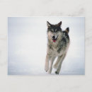 Zoek naar grijze wolf briefkaarten Wilde dieren