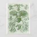 Zoek naar ernst haeckel briefkaarten Planten