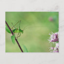 Zoek naar cricket briefkaarten Natuur