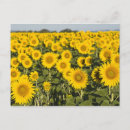 Zoek naar valensole briefkaarten Bloem