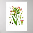 Zoek naar tabak posters Bloem