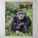 Zoek naar chimpansee posters Wild
