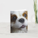 Zoek naar arrogant kaarten Hond