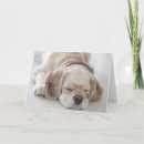 Zoek naar cocker spaniël kaarten Huisdieren