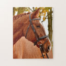Zoek naar paarden puzzels Ieder kind