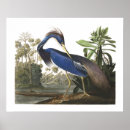 Zoek naar louisiana heron posters Natuur