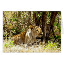 Zoek naar leeuwin briefkaarten Grote katten