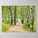 Zoek naar berk bomen kunst Natuur