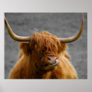 Zoek naar schotland posters Koe