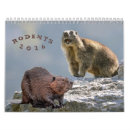 Zoek naar knaagdier kalenders Cavia