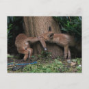 Zoek naar baby vos briefkaarten Wilde dieren
