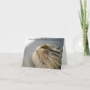 Zoek naar leuke kattenkaarten kaarten Voor iedereen