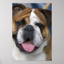 Zoek naar engelse buldog posters Hondenras