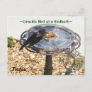 Zoek naar vogelbad briefkaarten Vogels