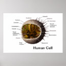 Zoek naar cytoplasma posters Wetenschap