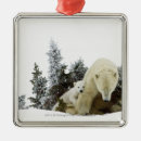Zoek naar camera kerstdecoratie Saamhorigheid