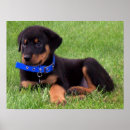 Zoek naar rottweilers posters Honden