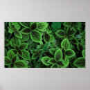 Zoek naar groen plant posters Foto