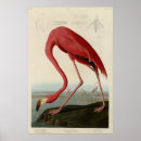 Zoek naar amerikaanse flamingo posters Illustratie