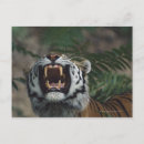 Zoek naar siberische tijger briefkaarten Natuur