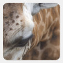 Zoek naar giraf gezicht stickers Dierentuin