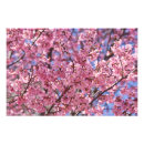 Zoek naar japanse kersenboom posters Sakura