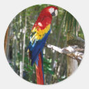 Zoek naar rode papegaai stickers Blauw