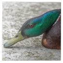 Zoek naar eenden tegels Dieren