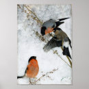 Zoek naar konijn kunst Sneeuw