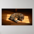 Zoek naar luie dag posters Kat