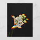 Zoek naar orchidee briefkaarten Bloei