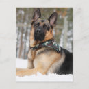 Zoek naar duitse herder briefkaarten Schattig