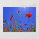 Zoek naar blauwe korenbloem briefkaarten Bloemen