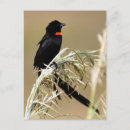 Zoek naar weduwe briefkaarten Foto