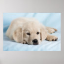 Zoek naar klein huisdier posters Puppy