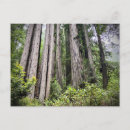 Zoek naar redwood briefkaarten Forest