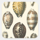 Zoek naar gevormd stickers Schelp