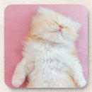 Zoek naar vloed Kitten