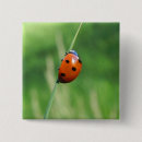 Zoek naar lieveheersbeestje buttons Natuur
